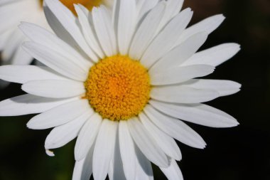Bahçedeki beyaz papatyaların güzel manzarası.