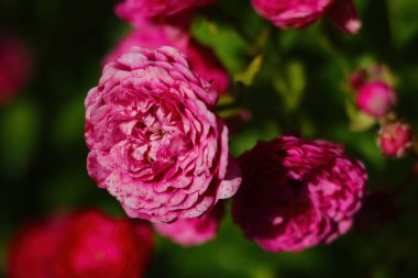 Baharda çiçek açan gül goncaları. Kokulu koku, doğa.