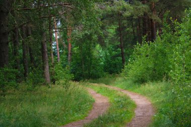 İlkbahar ya da yaz aylarında ormanın içinden geçen yol manzarası