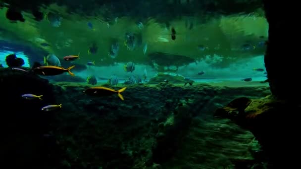 Des Poissons Différentes Tailles Nagent Dans Aquarium — Video