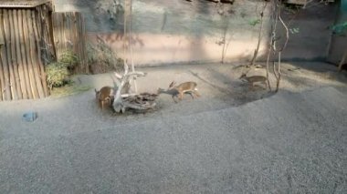 Küçük antiloplara yaklaş Dik Dik. Madoqua.