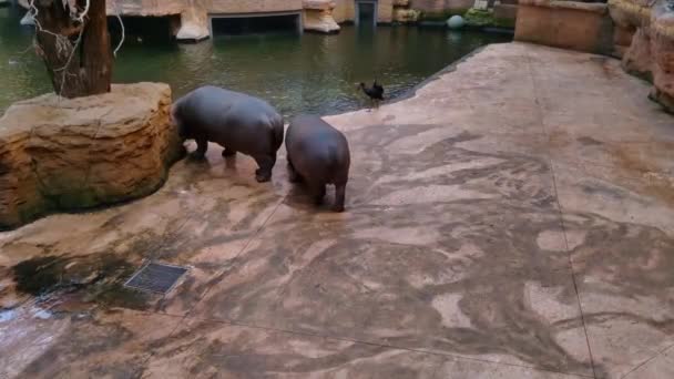 Hippos Lopen Tegels Dierentuin Zoek Naar Voedsel — Stockvideo