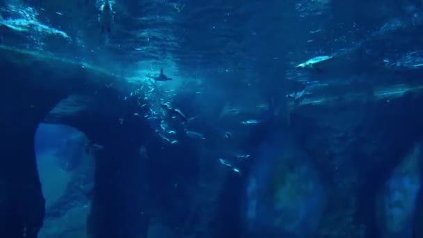 Tučňáci Rychle Plavou Pod Vodou Jedí Ryby — Stock video