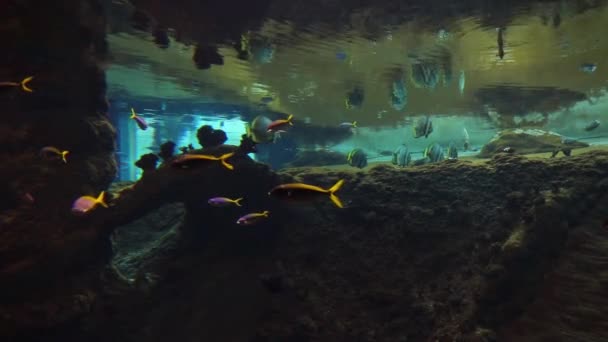Verschiedene Fische Schwimmen Einem Großen Aquarium — Stockvideo