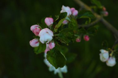 Elma ağacının güzel dalları baharda bahçede.