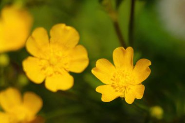 Parkta baharda çiçek açan sarı düğün çiçeği