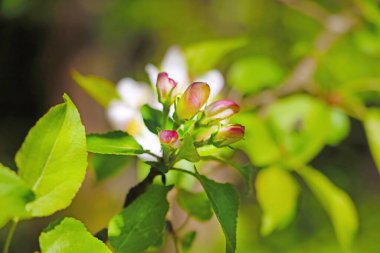 Elma ağacı dalı baharda bahçede açar.