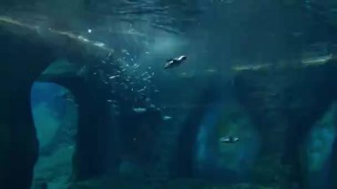 Zaman atlamalı penguenler akvaryumda hızlı yüzerler..