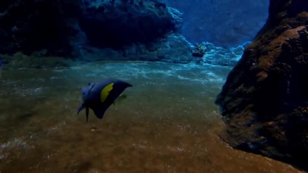 Piękna Mała Rybka Pływa Akwarium — Wideo stockowe