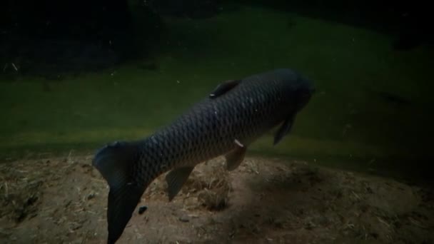 Visão Traseira Grande Peixe Nadando Água Escura — Vídeo de Stock