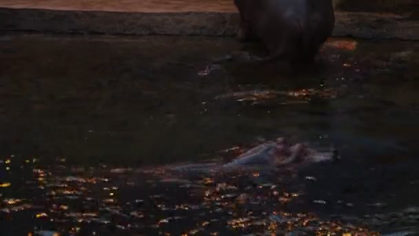 Gros Plan Hippopotame Émergeant Eau Ridicule Remue Ses Oreilles — Video