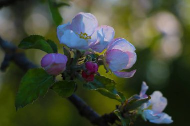 Bahçede çiçek açan bir elma ağacının görüntüsü