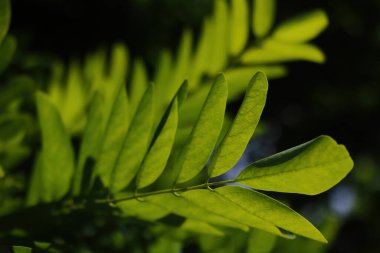 Baharda güzel, yeşil çalılar.