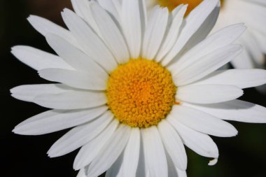 Çiçek açan papatyalara yakın çekim. Tıp ve kozmetolojide kullanılan yararlı bir bitki.