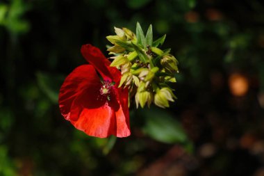 Kırmızı gelincik çiçekleri yazın bahçede açar.