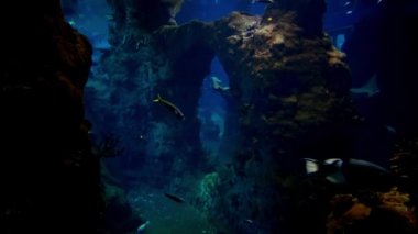 Farklı boyutlarda balıklar büyük bir akvaryumda yüzerler..