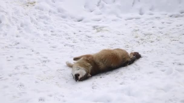 Λύκος Βρίσκεται Στο Χιόνι Και Ταλαντεύεται Άγρια Ζωή — Αρχείο Βίντεο