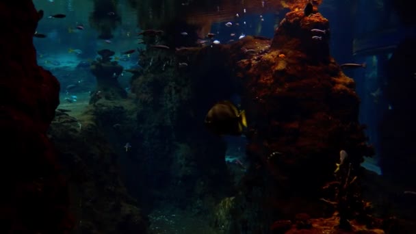 漂亮的小鱼在一个大水族馆里游泳 — 图库视频影像