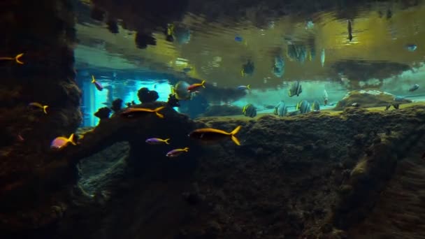 Schöne Kleine Fische Schwimmen Einem Großen Aquarium — Stockvideo