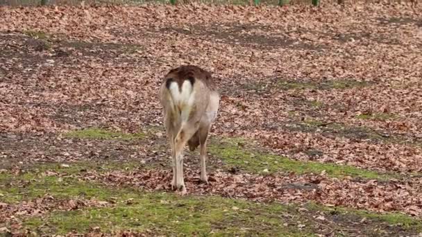 Close Veado Ovino Que Come Primavera Vida Selvagem — Vídeo de Stock