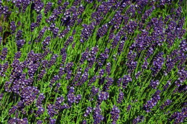 Yazın açan kokulu lavanta tarlası. İlaç ve parfümeride kullanılır.