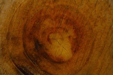 Ağaç kesimini kapat. Arkaplan