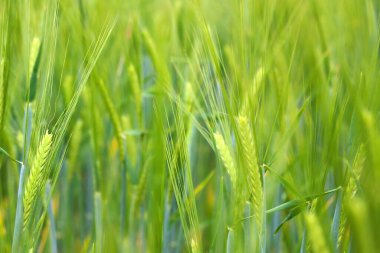 Arpa ya da buğdaydan genç yeşil kulaklar