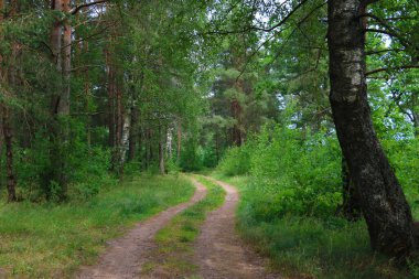 Bir bahar gününde küçük orman manzaralı bir yol.