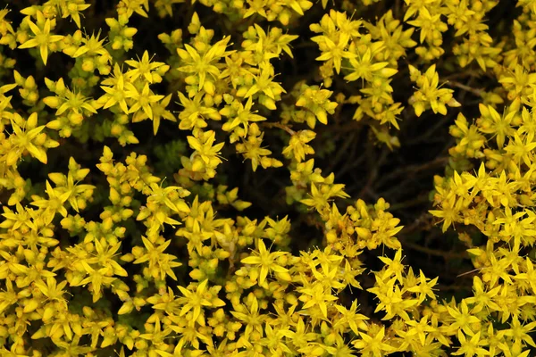 Beautiful blooming yellow bush in spring. Background