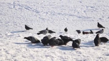 Güvercinler yiyecek aramak için karda yürür..