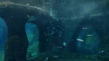 Penguenler çabucak yüzer ve balık yerler. Vahşi yaşam.