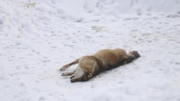 Der Wolf Liegt Schnee Und Wäscht — Stockvideo