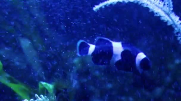 一条小鱼在水族馆里游泳 — 图库视频影像
