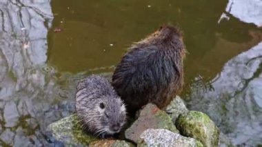 Nutria su kenarındaki taşlara otur ve yıka..