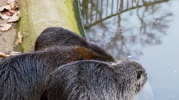 Nutria Zit Aan Kust Zwemt Dan Weg — Stockvideo