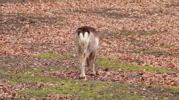 Ciervo Buscando Comida Después Del Invierno — Vídeos de Stock