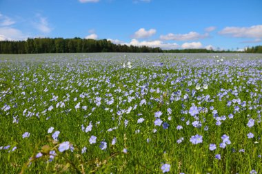 Güneşli bir yaz gününde mavi çiçekli keten tarlası