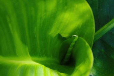 Tropikal bitkilerin yapraklarından güzel yeşil arka plan