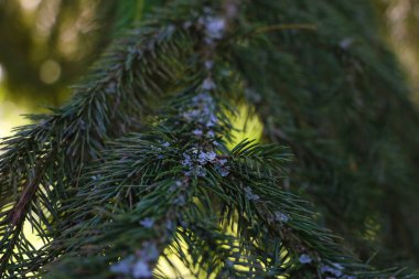 Yeşil ladin dalıyla yosun. Seçici odak