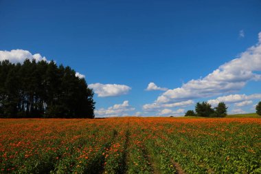 Turuncu çiçekli kadife çiçeği tarlası. Tıpta kullanılan yararlı bir bitki. Güzel çay.