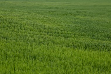Yeşil buğday ya da arpa tarlası. Kırsal alan