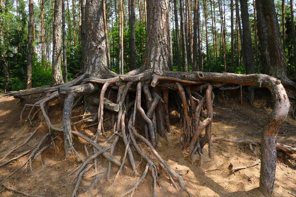 Ladin 'in büyük köklerinin görüntüsü