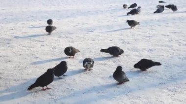 Güvercinler karda oturur ve yiyecekleri gagalarlar..