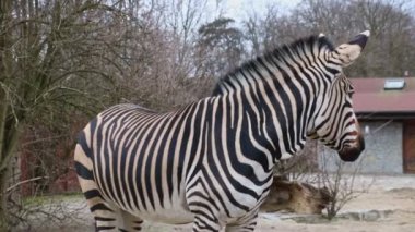 Güzel bir yetişkin zebraya yaklaş..