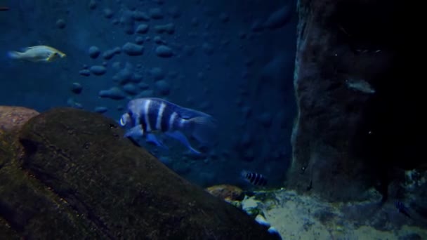 Vari Pesci Nuotano Grande Acquario — Video Stock