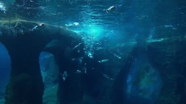 摄像机在水下的视图 企鹅游泳和吃鱼 — 图库视频影像