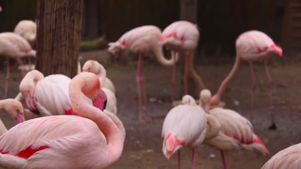 Yetişkin Pembe Flamingo Sürüsünün Görüntüsü — Stok video