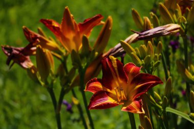 Bir bahar günü bahçede çiçek açan güzel zambak