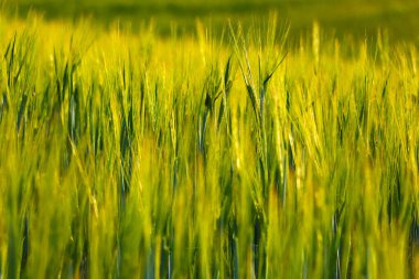 Kırsaldaki güzel yeşil alan, arka plan