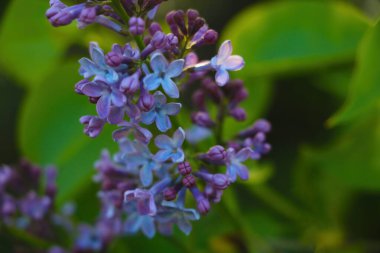 Bahçede güzel kokulu leylak dalları